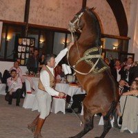 Chevaux dans la salle de réception Chevaux dans la salle de réception